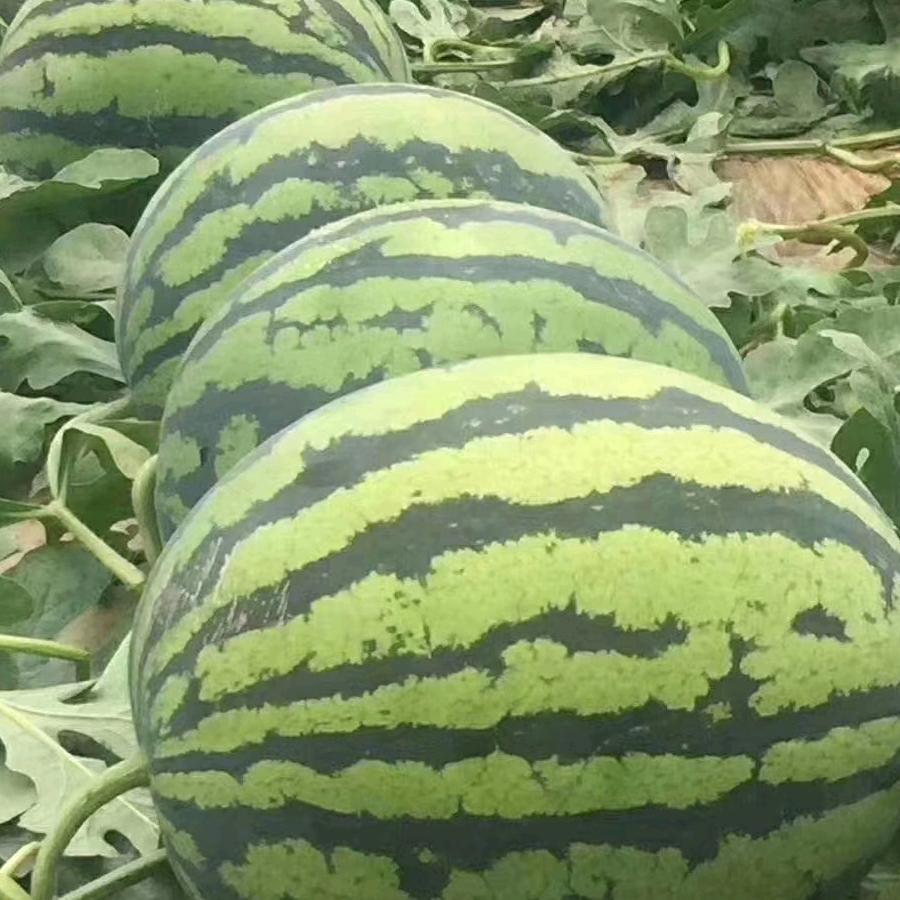 平度老柳西瓜代收团队