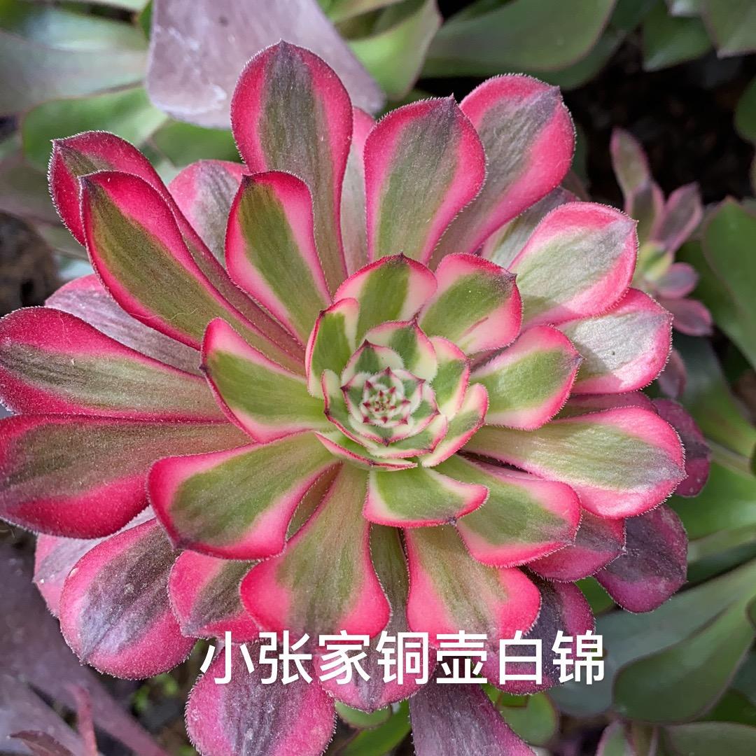 成武县秋风家法师锦