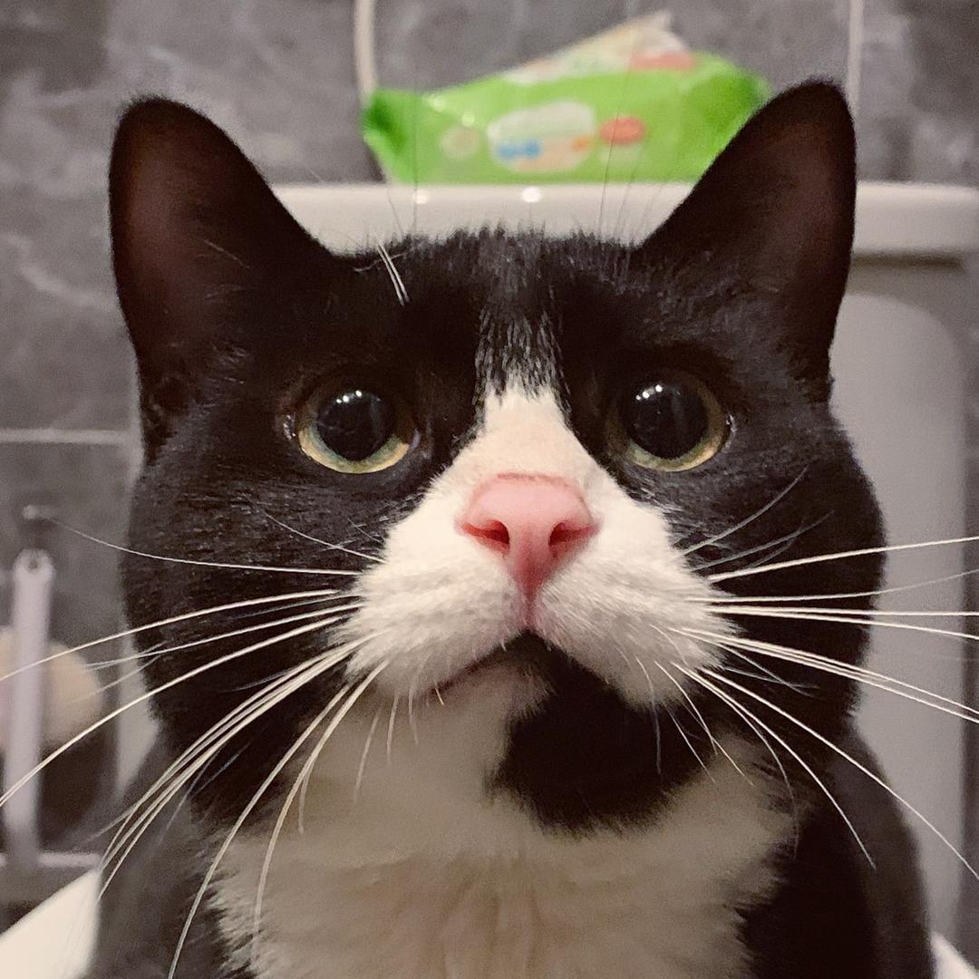 菠萝头和屎坨坨宅在家