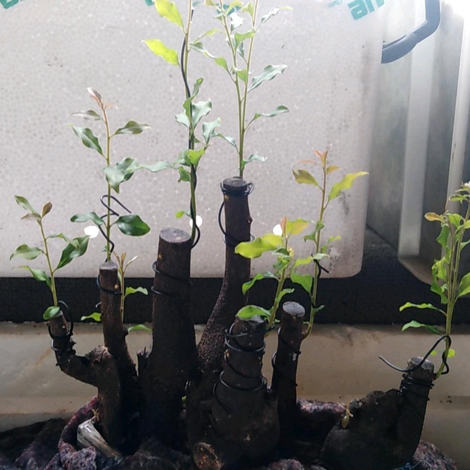 春雷829艾尚盆景