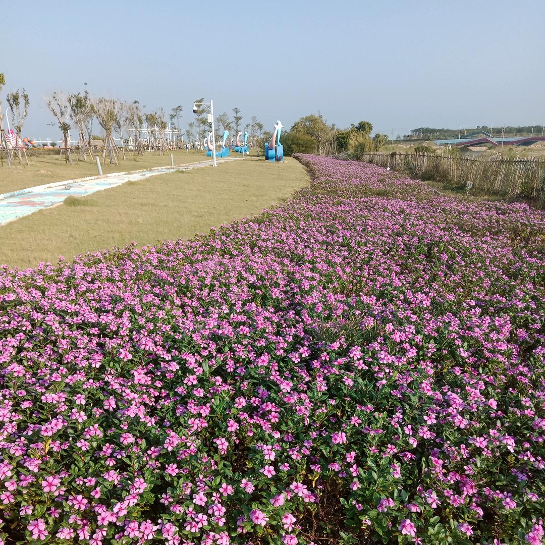 虹