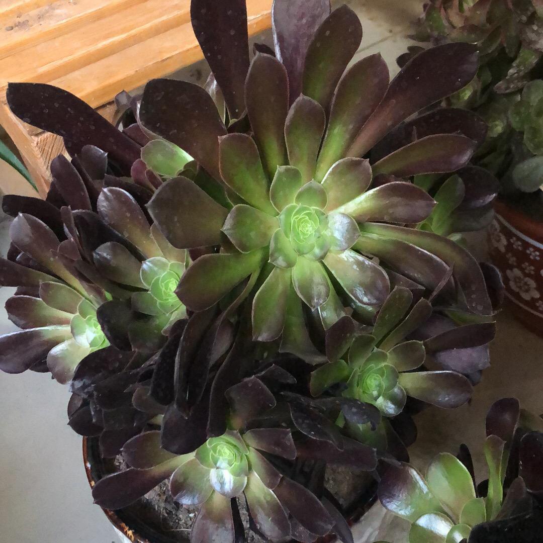 明天你好
