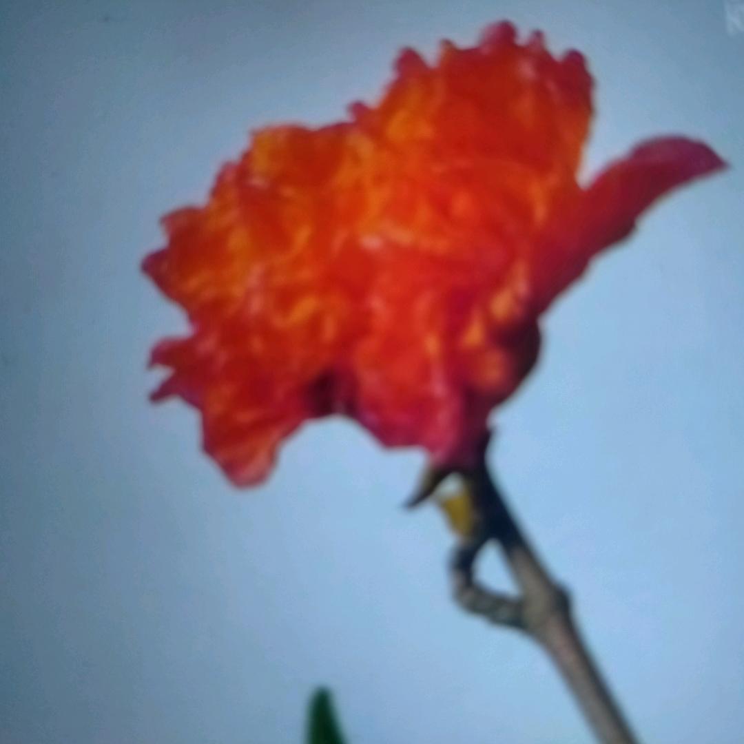 心灵陪伴隔屏守望