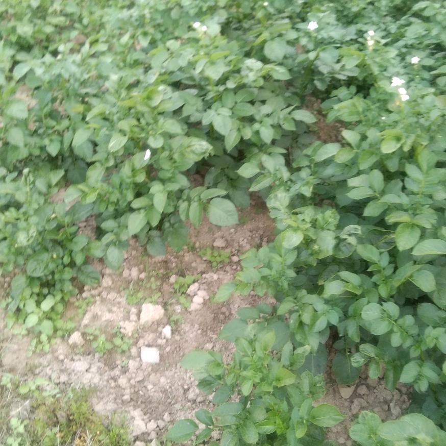 天南地北陕西人