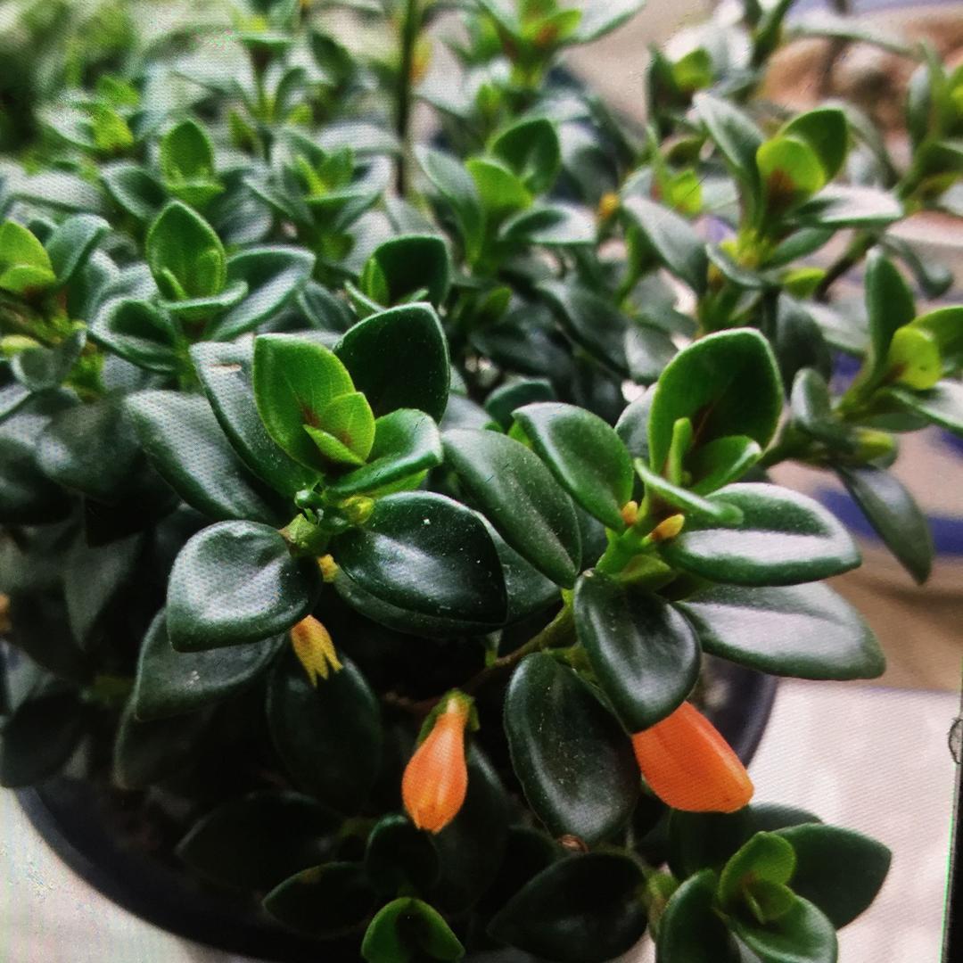 木森林