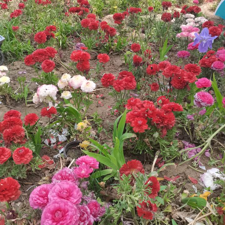 李姐