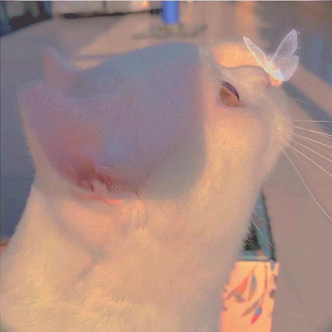 PiKaChen
