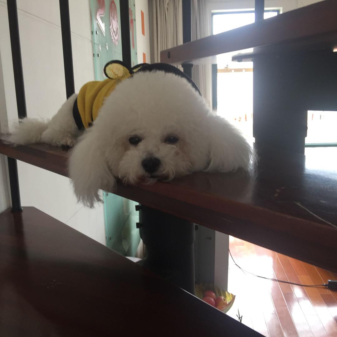 樱桃