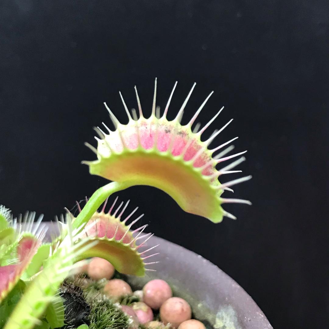 食虫植物守护天使