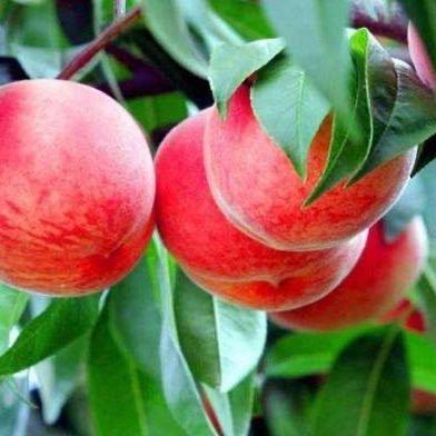 富锦市丹丘农业发展有限公司