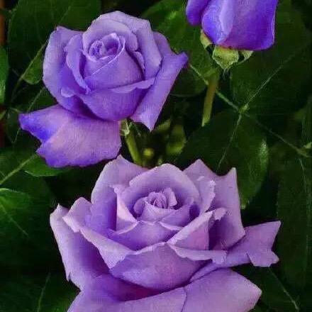 凝香花语