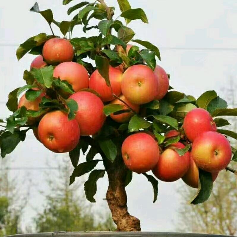 随缘