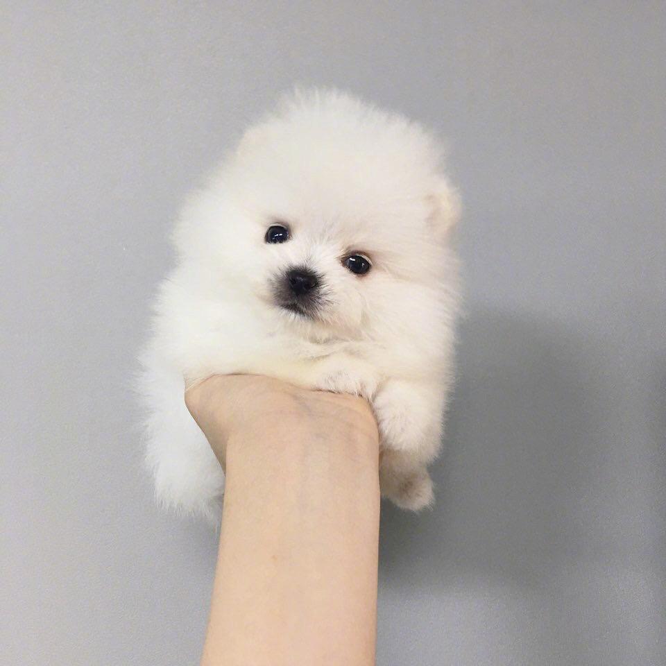 狸猫换太子