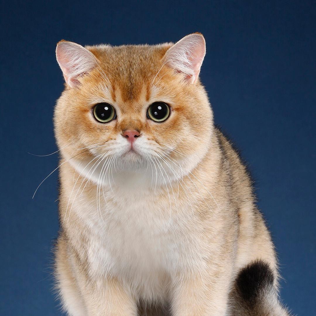 LILITH🐈上海英短渐层系列