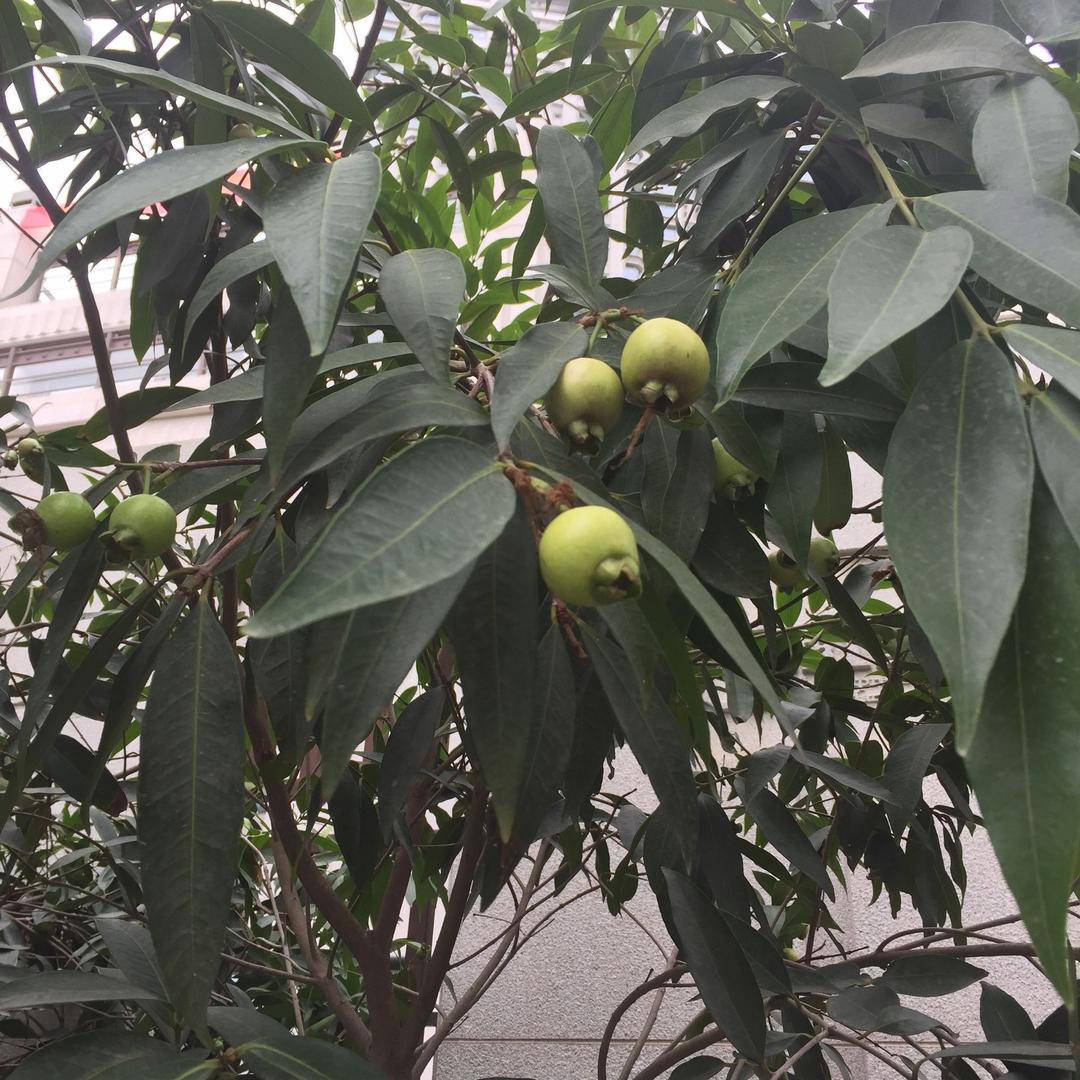 绿苡