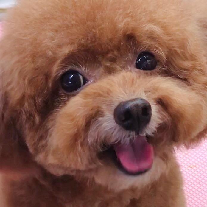 萌犬小丫头