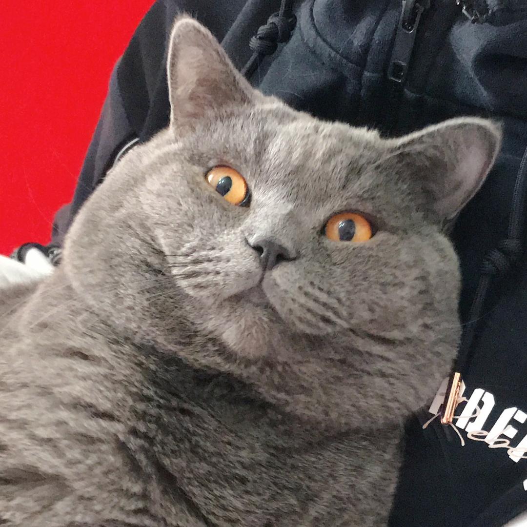 小灰灰灰来灰去