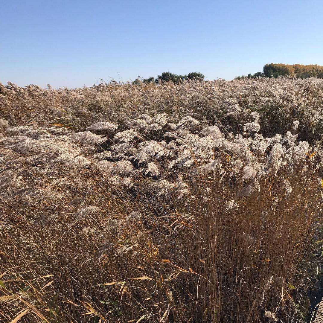 🦅～北冥有鱼～