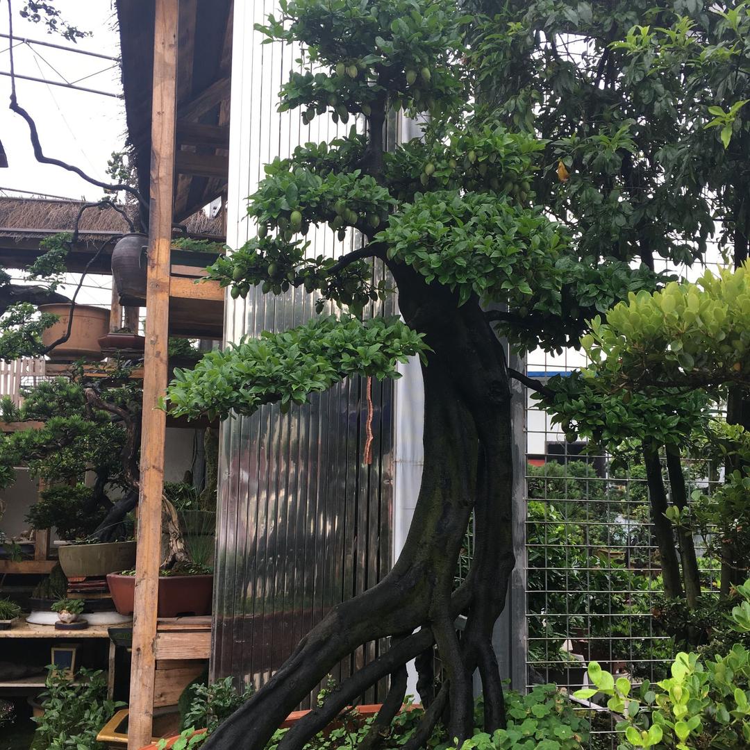 香满园花卉园艺