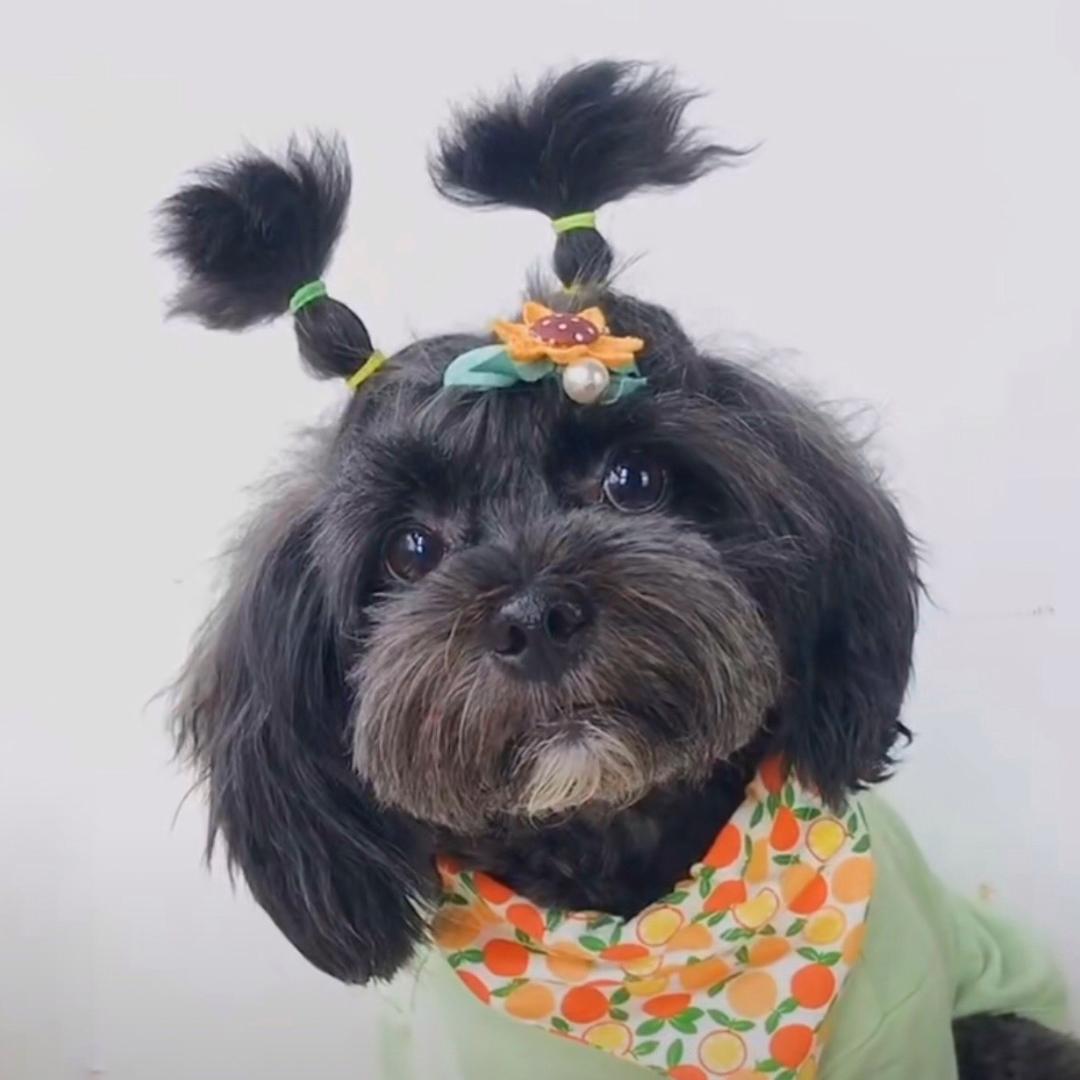 我的狗子叫发财