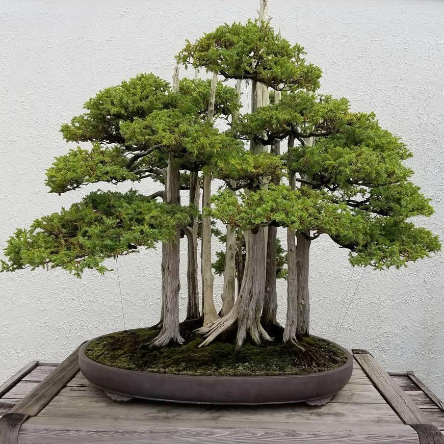 百恩斯花卉苗木场