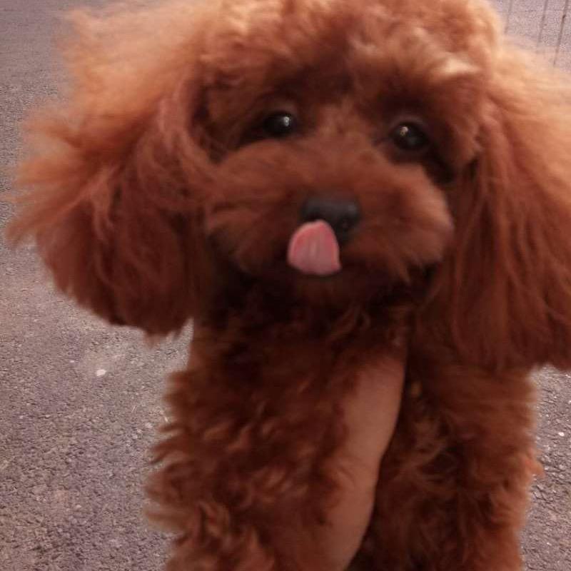 🔥棒棒糖🔥