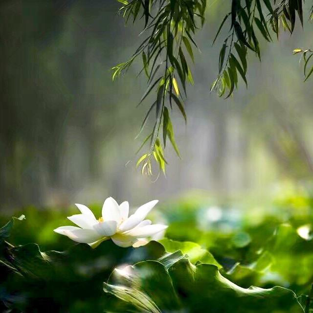 豫见（老牛01）