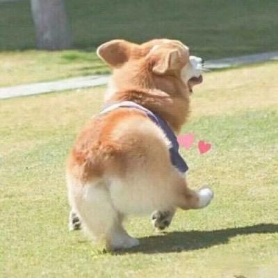 我是高高的粉丝