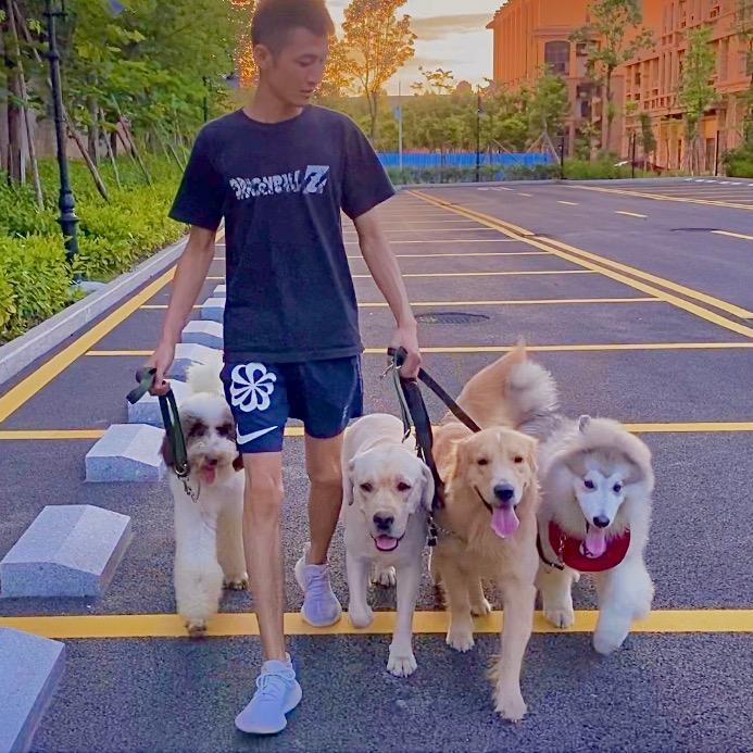 东莞高高训犬