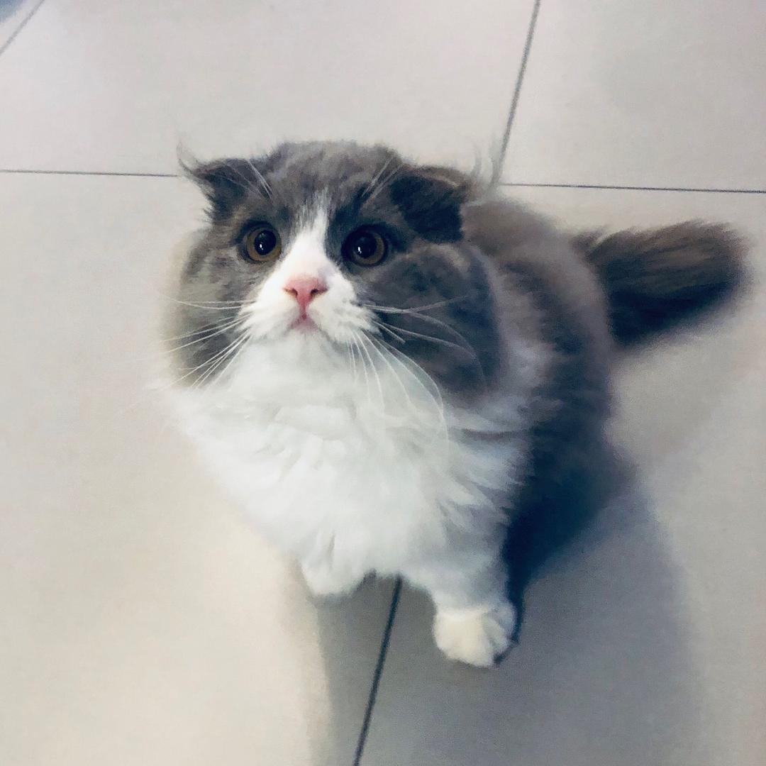 旺福和奶糖是猫猫