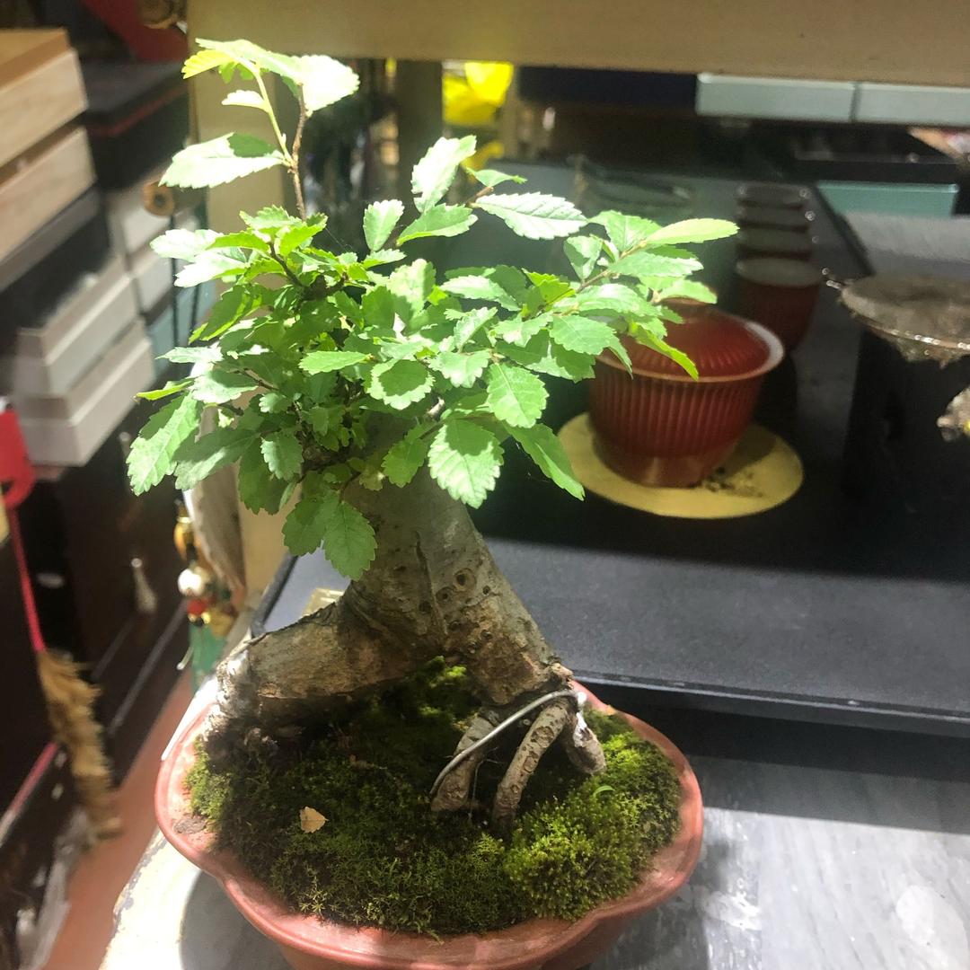 家有百哥和平安