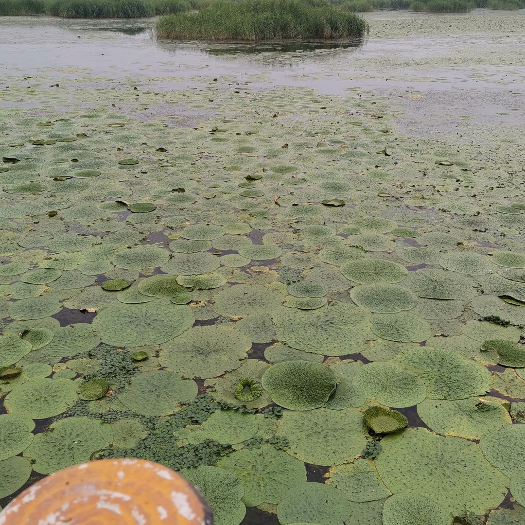 东平湖水手