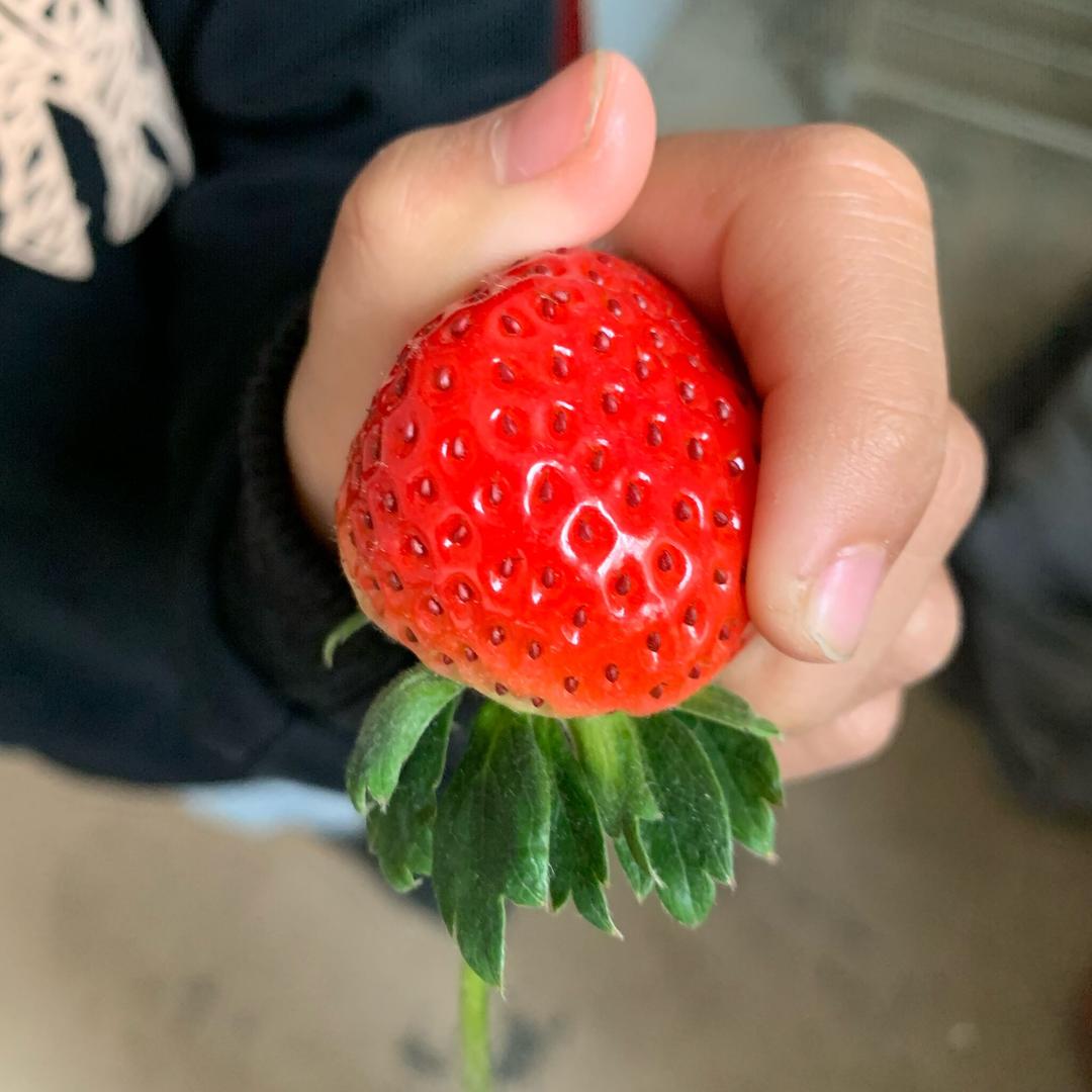 好吃的草莓🍓