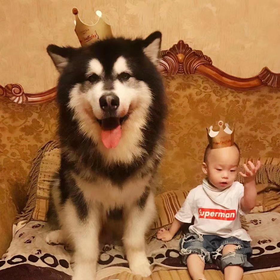 总裁宝宝🐶