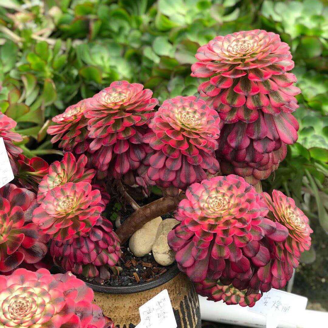 自然地园艺之家