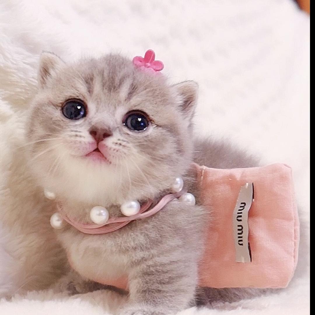 Cat腿长一米二@抖音