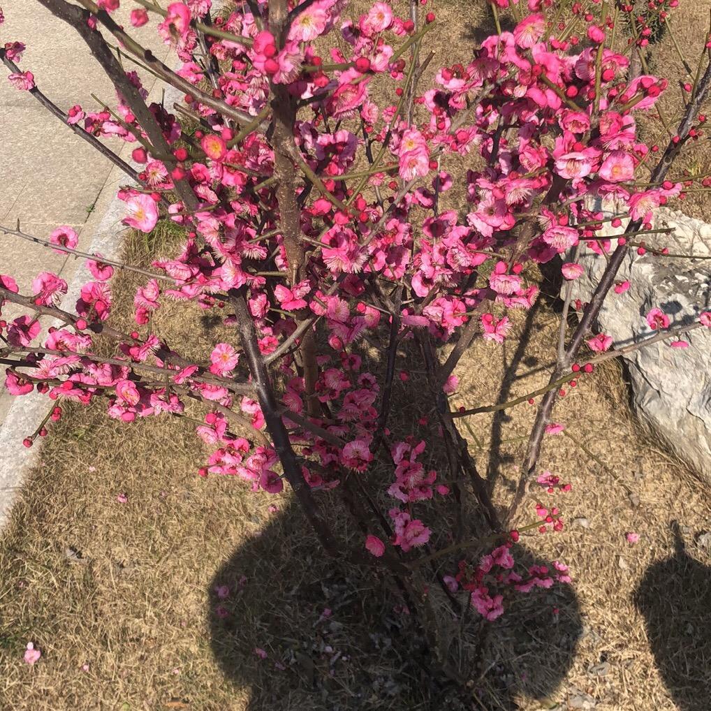 骑着毛驴追飞机