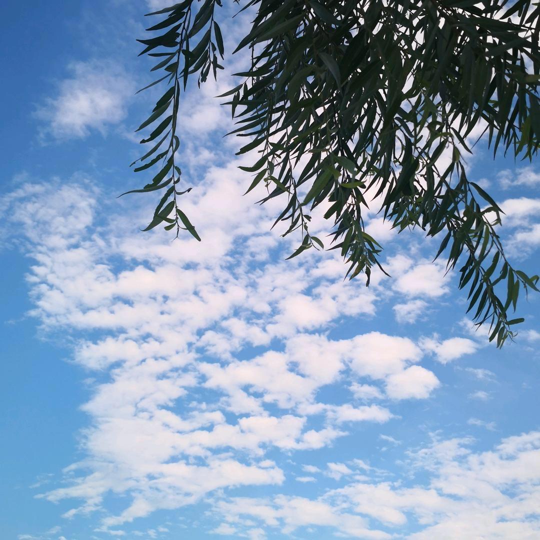 浮世清欢愿常安