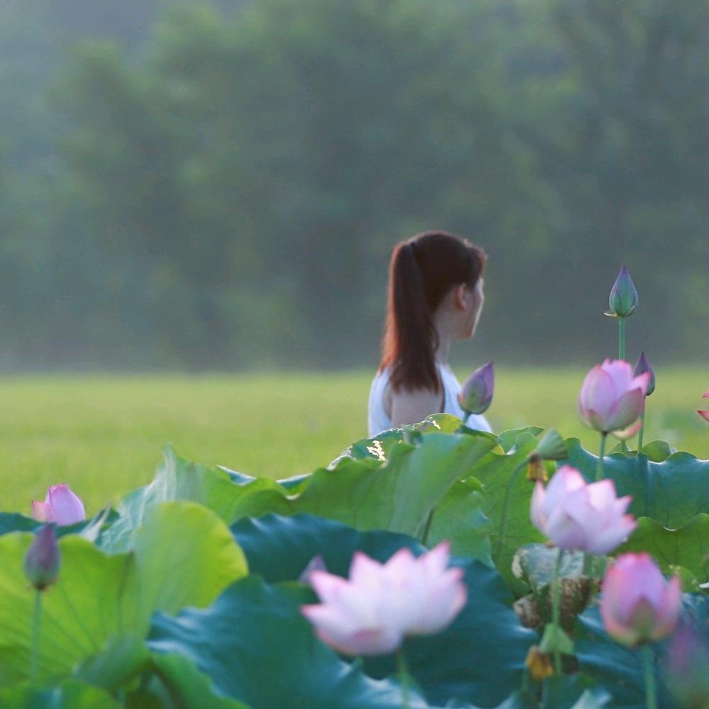 碧水芙蓉
