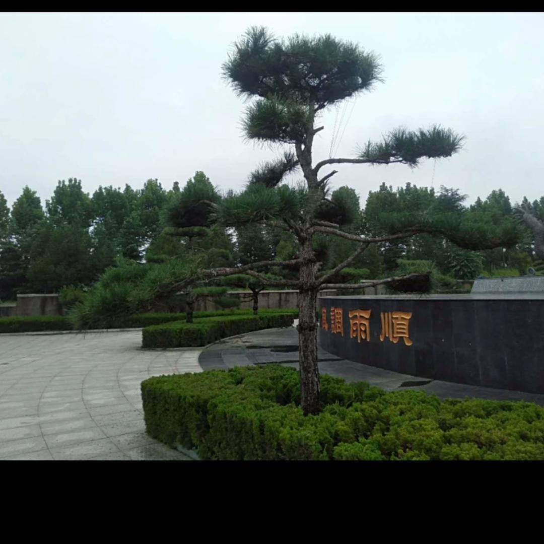 苹果土豆哥