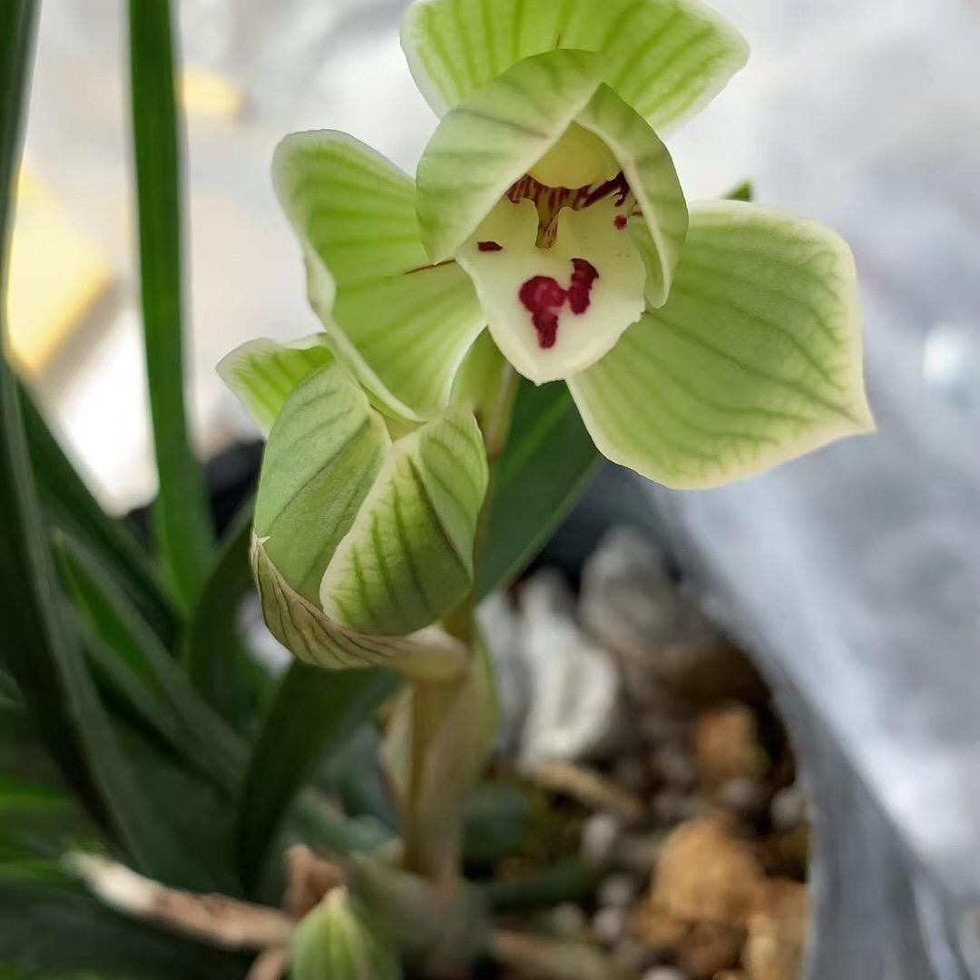 云南佳瑞花卉
