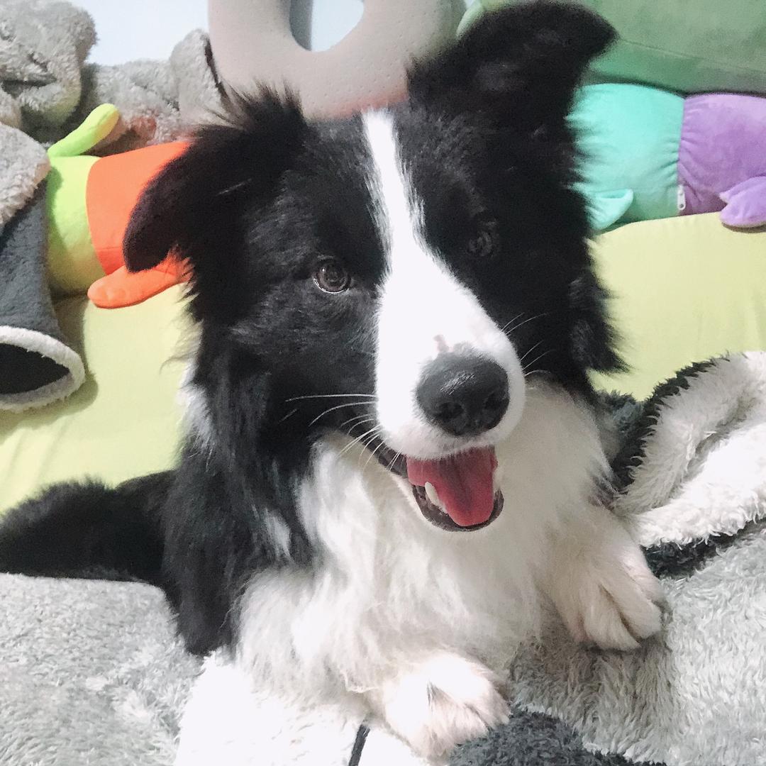 崽崽（边牧宝宝）🐾