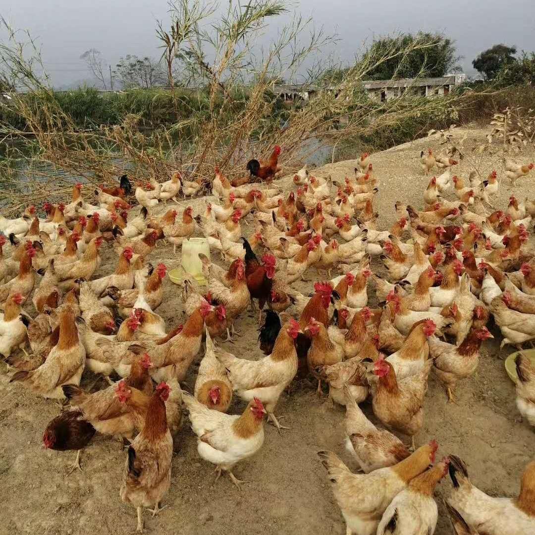 华牧养殖