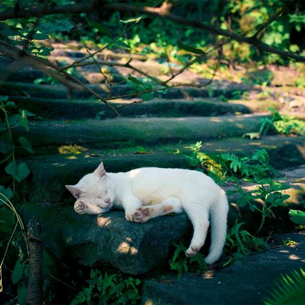 闲卧上阶梦浮生