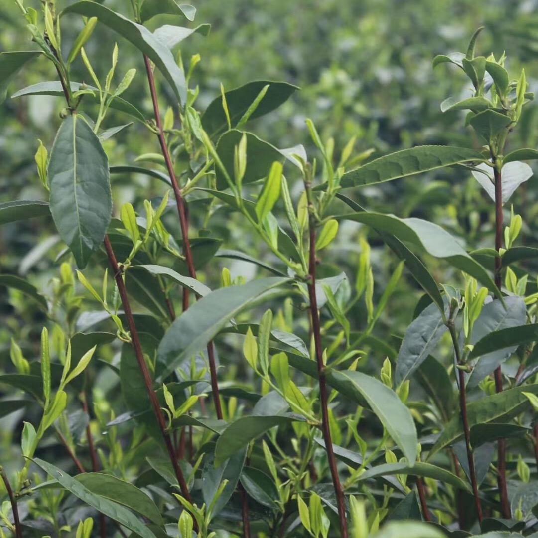 大山脑蕉溪茶