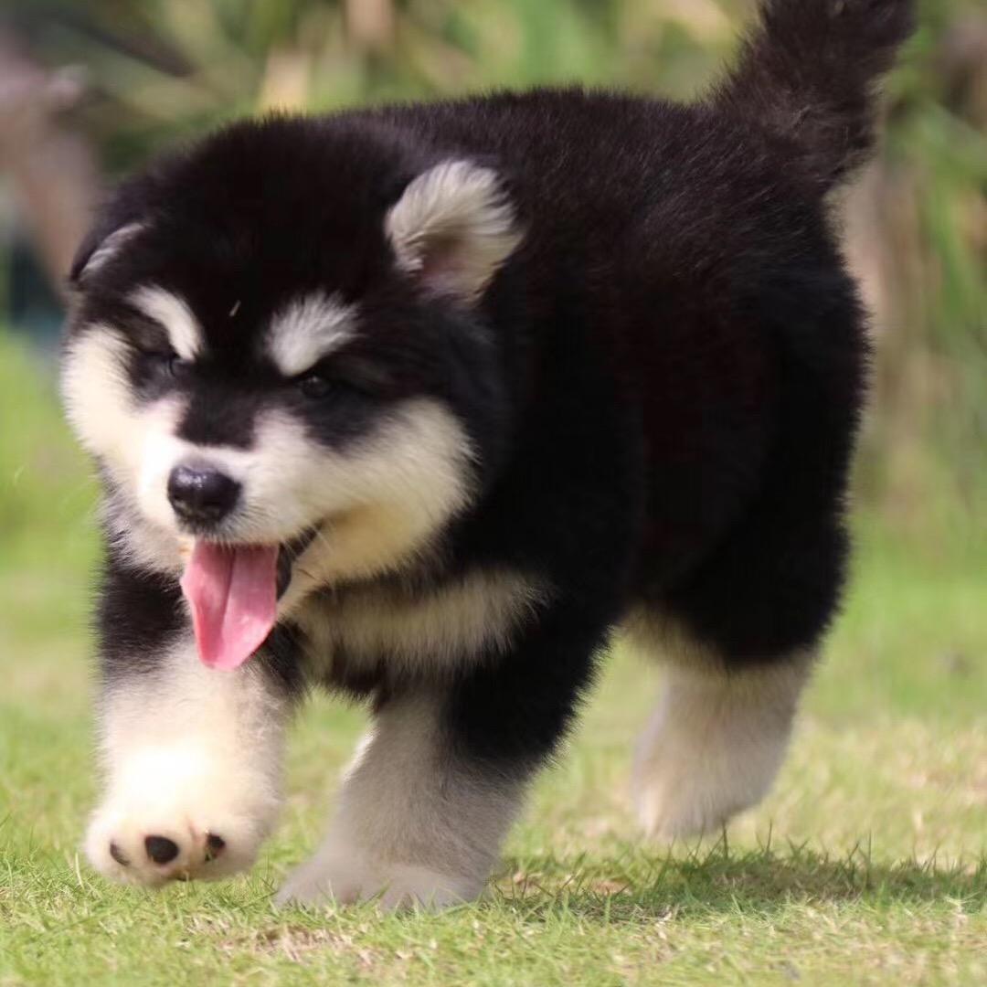 阿拉犬萌屋