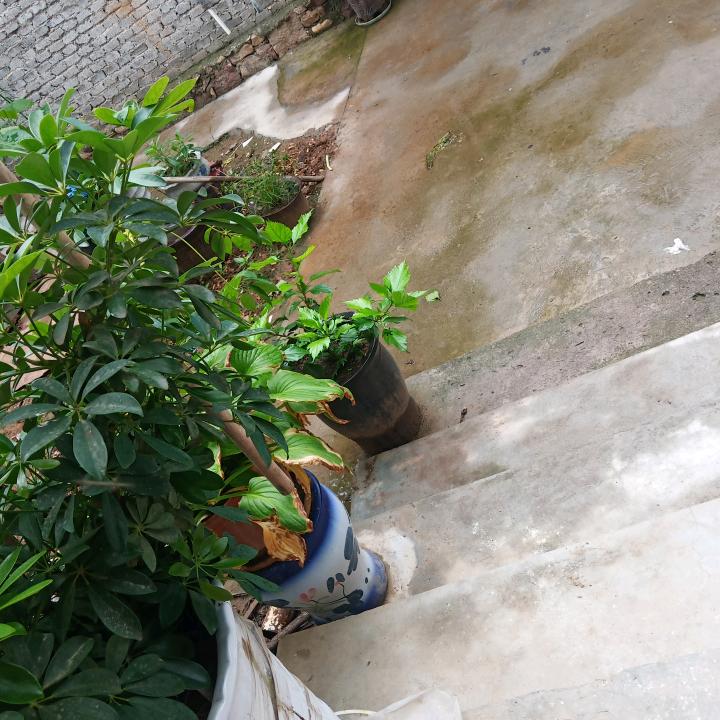 红日蓝月