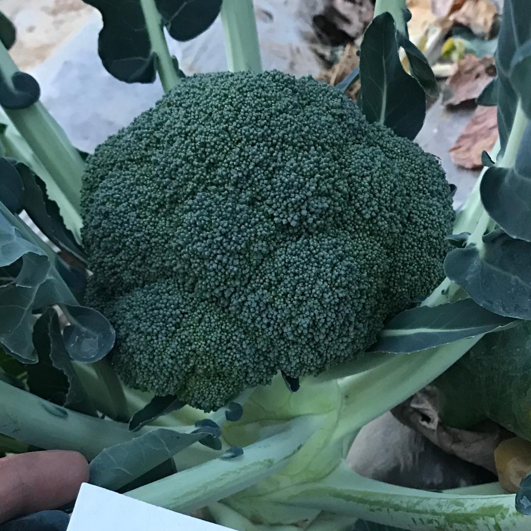 福田🥦