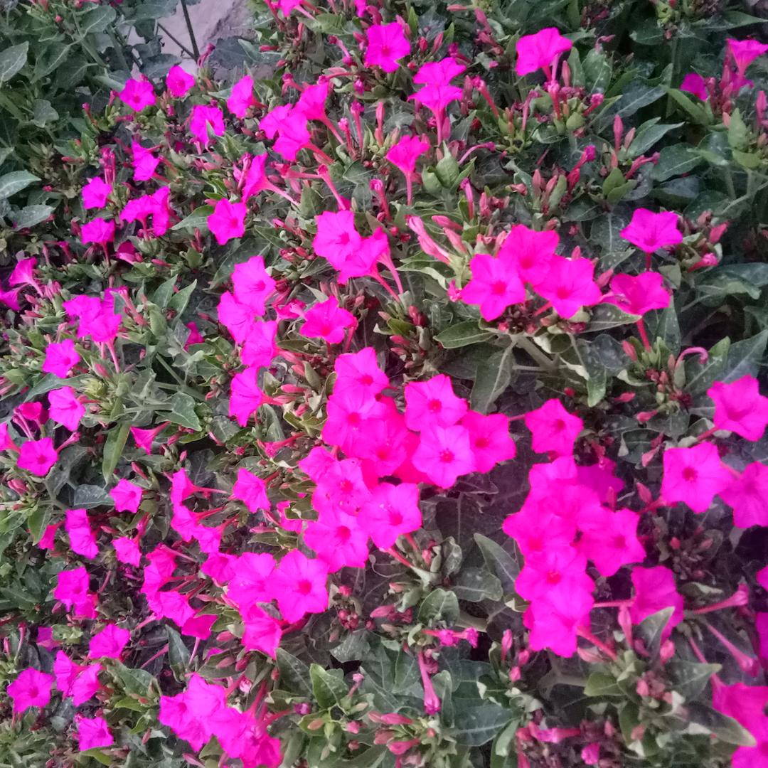 古海尔