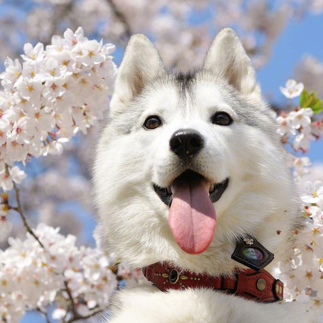 礼物鬼才
